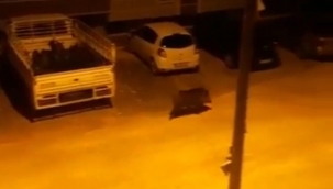 Aç kalan domuz şehir merkezine indi 