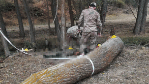 Ağacın altında kalarak hayatını kaybetti