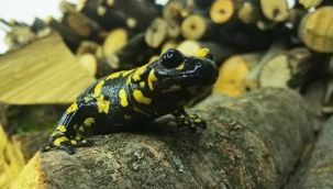 'Benekli Semenderler' görüntülendi