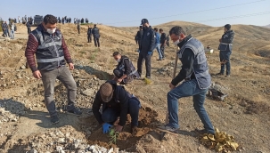 Bin çam fidanı toprakla buluştu!