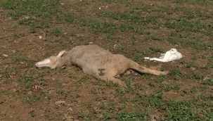 Bursa'da kurtlar sürüye saldırdı 