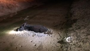 Çamura saplanan eşeği itfaiye kurtardı 