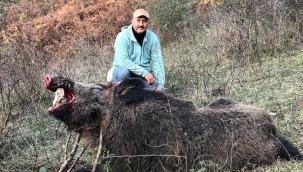 Dev domuz avcılardan kaçamadı 