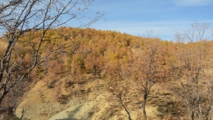 Hadino Ormanları'nda ağaç kesimi yasak 