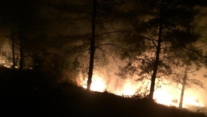 Hatay'da orman yangını 