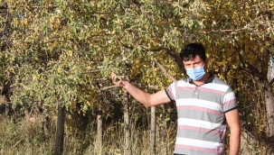 Kasım ayında çiçek açtı