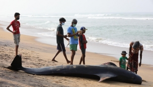 Kıyıya vuran 120 balina kurtarıldı