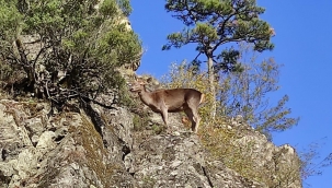 Kurtlardan kaçan ceylan kurtarıldı