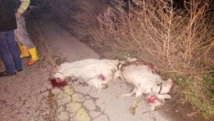 Otomobil koyun sürüsüne çarptı 