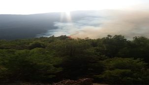 Samandağ'da orman yangını 