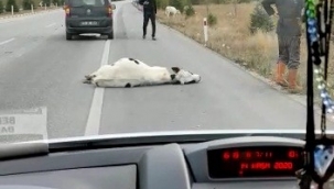 Telef olan inek bir anda canlandı