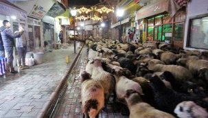 Trafik durdu koyun sürücü geçti