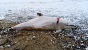 Tüfekle öldürülen yunus sahile vurdu 