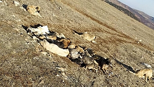 29 köpek uyuşturulmuş olarak bulundu