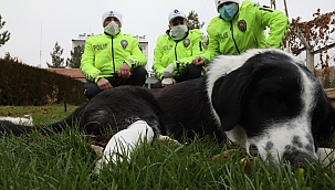 Ayağı kırılan köpeğe polis sahip çıktı