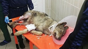 Bacağı kırılan kurt tedaviye alındı 