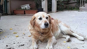 Can dostu çalındı hayatı alt üst oldu 