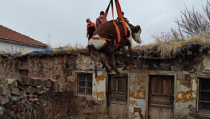 Dama çıkan inek vinçle indirildi 