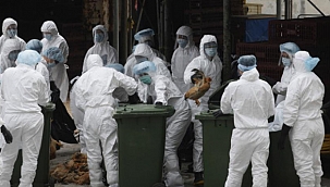 Japonya'da kuş gribi salgını 