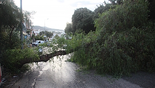 Koca ağaç bir anda yola devrildi 