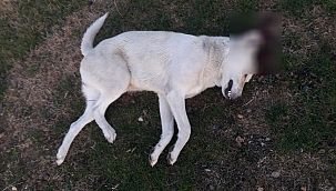 Köpeği başından vurarak öldürdü
