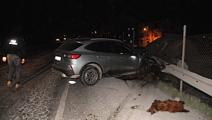 Koyunlar kazaya neden oldu