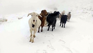 Kuzuları araçla taşıdılar