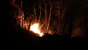 Ordu'da orman yangını 