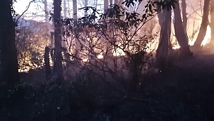 Ordu'da örtü yangını söndürüldü