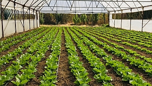 Organik Tarım Desteklemeleri!