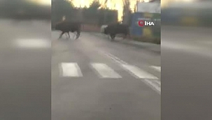 Polonya'da bizonlardan trafik dersi 