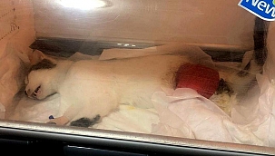 Sahipli kediyi havalı tüfek ile vurdular 