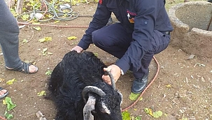 Su kuyusuna düşen keçi kurtarıldı 