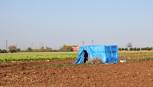 Tarla bekçisinin acı sonu 