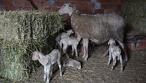 Tek batında 5 kuzu doğurdu 