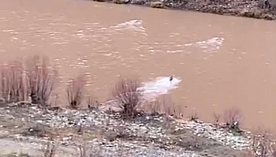 Tunceli'de 3 kurt çayı böyle geçti 