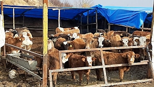 Uyuşturucu ve hırsızlık operasyonu!