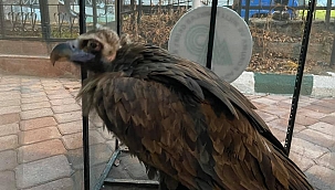 Yaralı kara akbaba tedavi altına alındı 