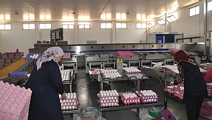 Yumurta tavuk fiyatlarını geçti! 