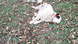 Aç kalan kurtlar koyunlara saldırdı 