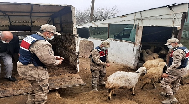 Çalınan hayvanları jandarma buldu!