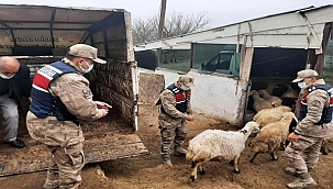 Çalınan hayvanları jandarma buldu!