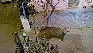 Darende'de domuzlar şehre indi! 