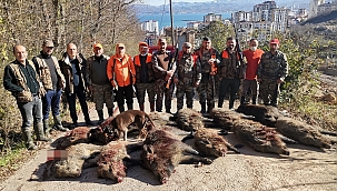 Fatsa'da dev domuzlar avlandı 