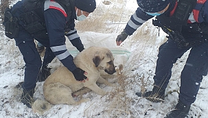 jandarmadan yaralı köpeğe şefkat eli 