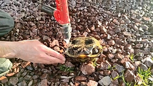 Kaplumbağayı itfaiye kurtardı