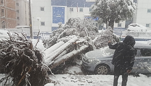 Kar nedeniyle ağaç aracın üzerine yıkıldı 