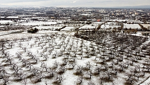 Kayısı ağaçları beyaz gelinliğini giydi