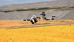 Kayısıda hedef 500 milyon dolar! 