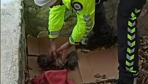 Polisten yavru köpeklere şefkat eli